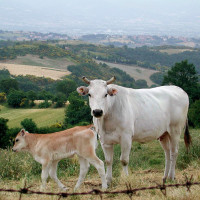 Valtiberina - Chianina al pascolo