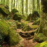 Parco delle Foreste Casentinesi - Foresta Sacra