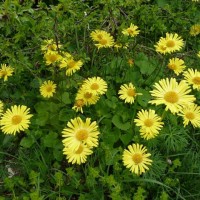 Carpegna - fiori di Doronico