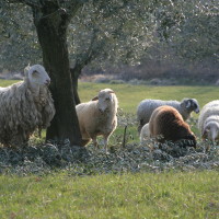 Pecore allevate all'aperto