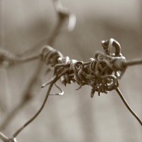 Agriturismo Le Ceregne Bio - coltivare biologico