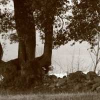 Agriturismo Le Ceregne Bio - coltivare biologico