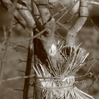 Agriturismo Le Ceregne Bio - coltivare biologico