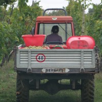 Agriturismo Le Ceregne Bio - La vendemmia