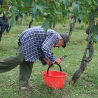 Agriturismo Le Ceregne Bio - La vendemmia