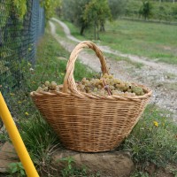 Agriturismo Le Ceregne Bio - La vendemmia