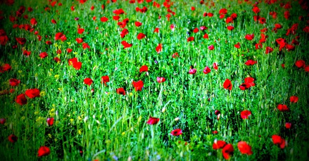 Appartamento Green Deluxe Casa dei fiori: appartamento per famiglia con bambini in Valtiberina Toscana