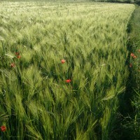 Valtiberina - campagna