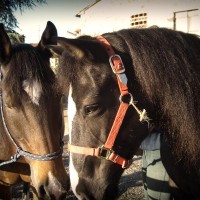 Lezioni di equitazione