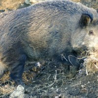 fauna-in-valtiberina-toscana