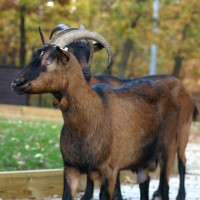 natura-fauna-in-toscana