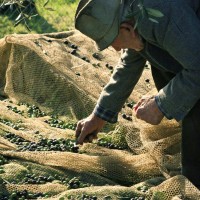 raccolta-olive-in-toscana