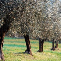 Valtiberina - campagna ulivi