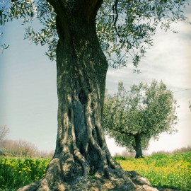 L’Agriturismo Le Ceregne BIO partecipa agli Oscar Green 2013