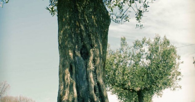 L’Agriturismo Le Ceregne BIO partecipa agli Oscar Green 2013