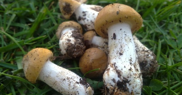 Cercare e mangiare funghi in Valtiberina Toscana