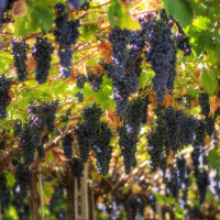 vendemmia_toscana_uva