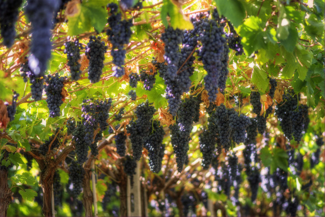 vendemmia_toscana_uva