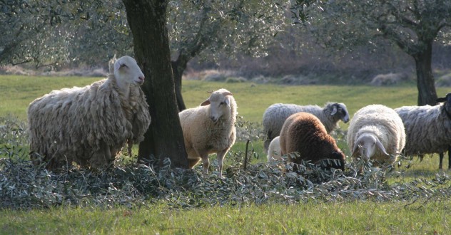 Offerta Menù di Pasqua e Pasquetta | Agriturismo Toscana