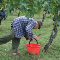 degustazione vini