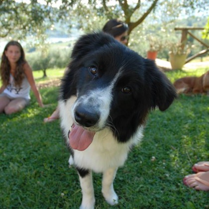 Agriturismo Pet Friendly: in viaggio con il cane e il gatto