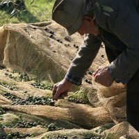 Agriturismo Le Ceregne Bio - L'oliveto