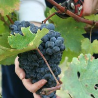 produzione-vino-toscano-chianti