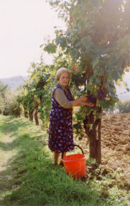 Vendemmia-Toscana-uva