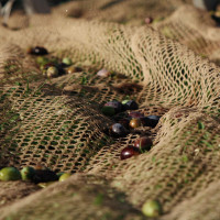 raccolta-olive-produzione-olio-toscano