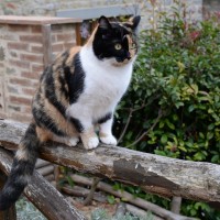 Agriturismo Pet Friendly: in viaggio con il cane e il gatto